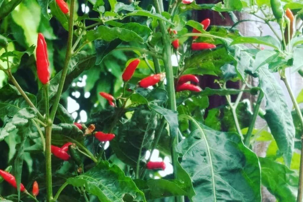 Condominio Shambala Piri Pirenópolis Zewnętrze zdjęcie